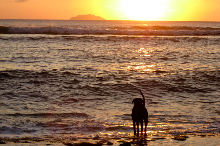 dog staring at the sea.