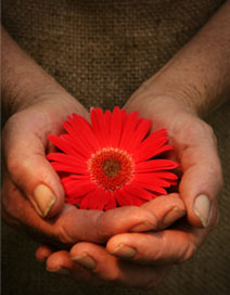 Hands holding flower