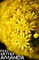 feel better flowers