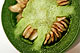closeup jalapeno