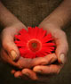 Hands holding flower