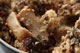 Wild Mushroom & Young Garlic Gratin