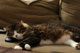 cat sleeping on mouse