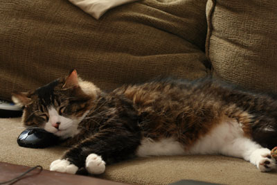 cat sleeping on mouse