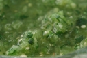 Name One Thing Better than Tomatillo Salsa